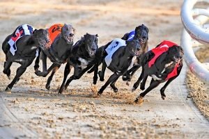 Greyhound Racing Betting Guide