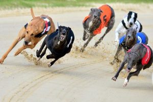 Greyhound Racing Betting Guide